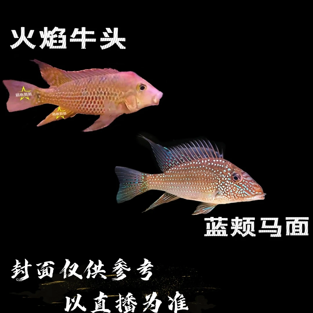 【高端食土鲷】蓝颊马面 火焰牛头  热带鱼