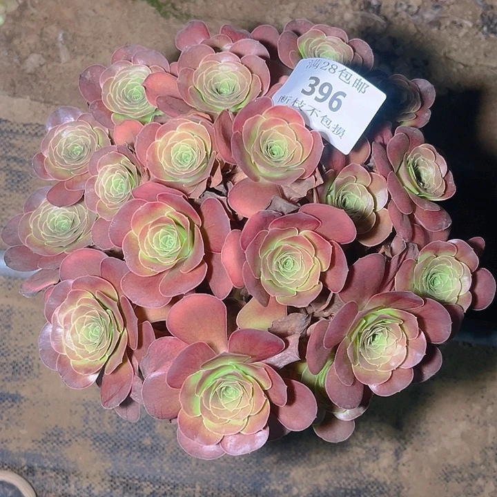 396魅金玫瑰多肉植物