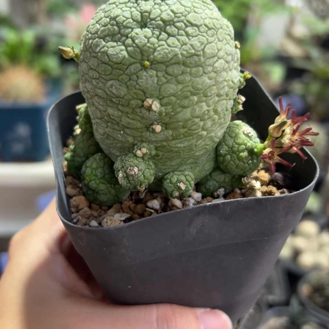 凝提玉带盆111111111