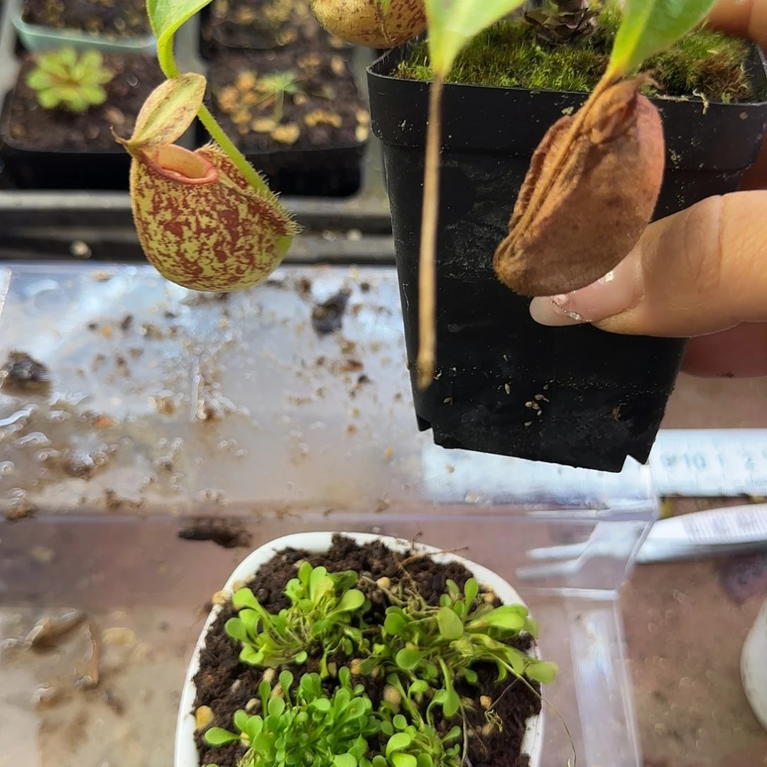 完全开放虎克猪笼草