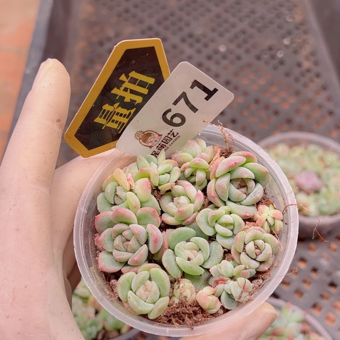 多肉植物多肉植物