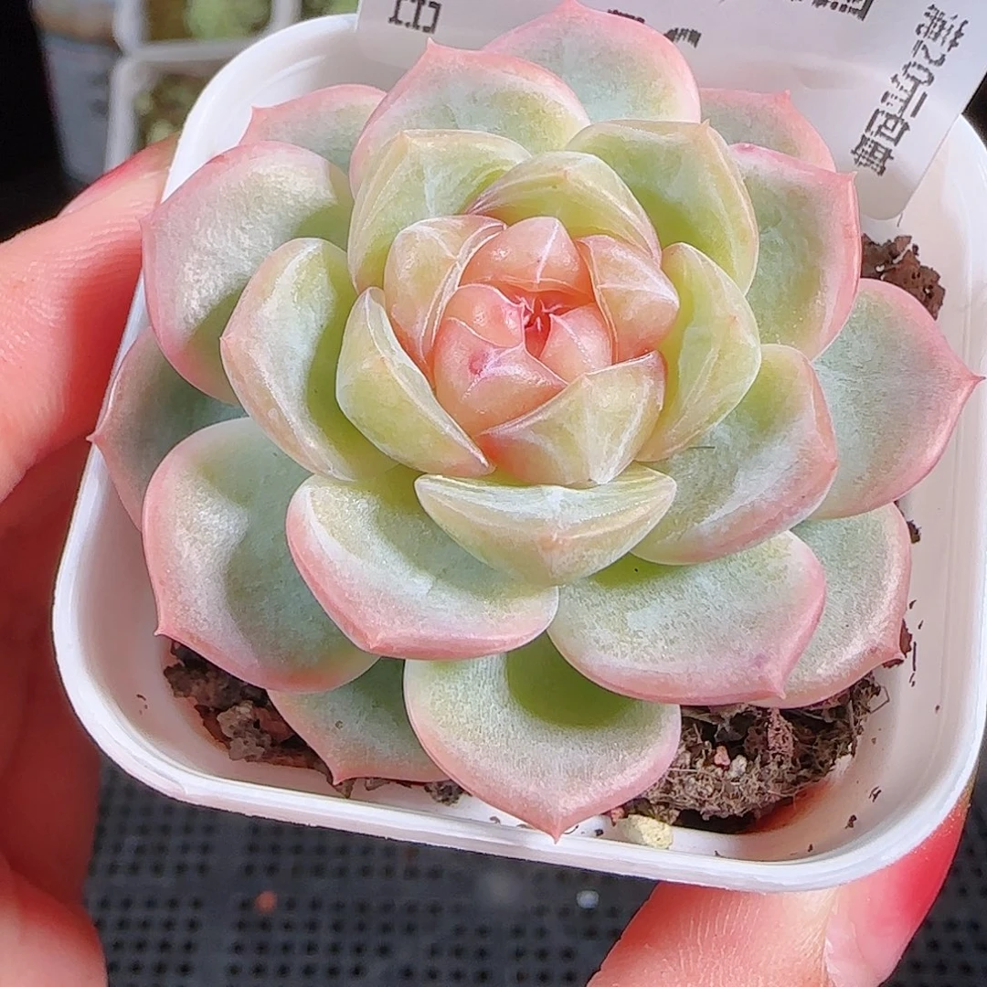 0831---56舒月糖心珍妮