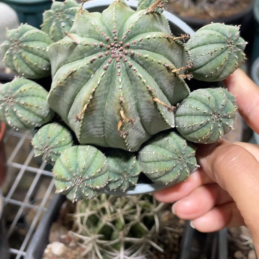 【闪购商品】布纹球养定根6666