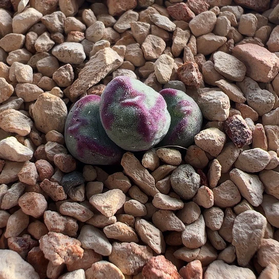 无花朵将杂……………….