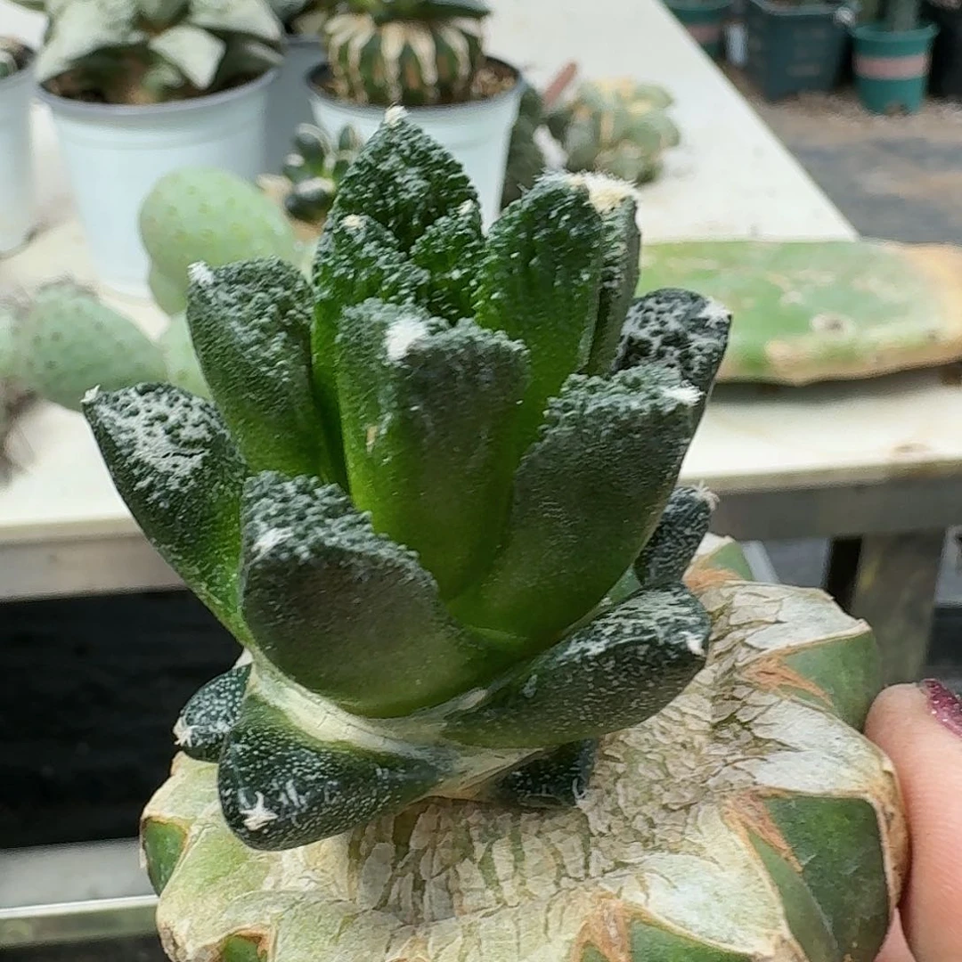 【闪购商品】无花朵小****G博士牡丹425