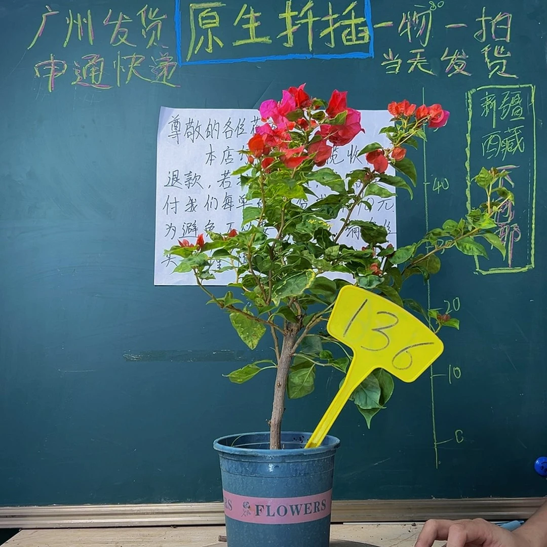 当前无花栽培后可以开花香港丽人 136