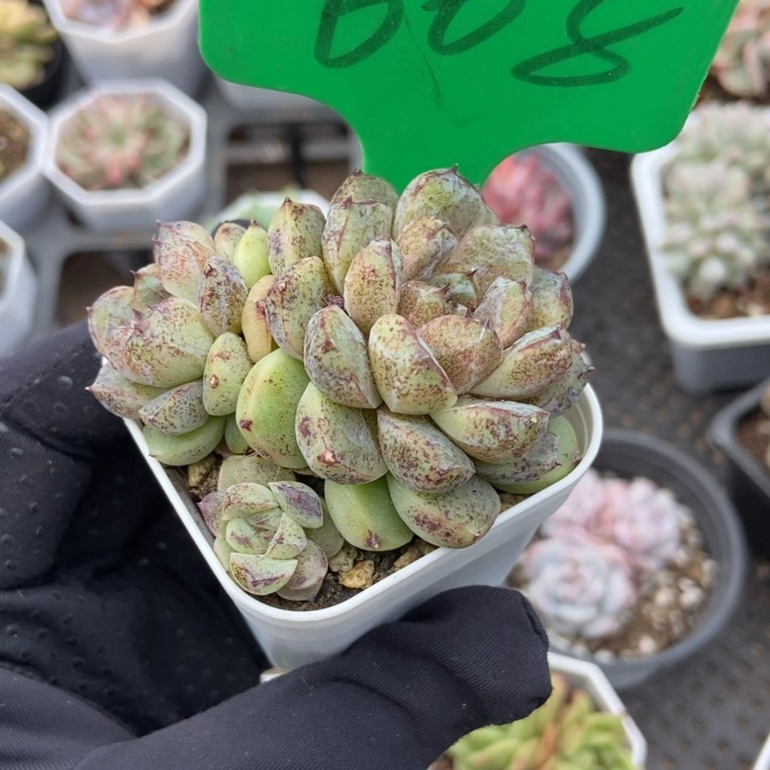 608赤水晶多肉植物保护