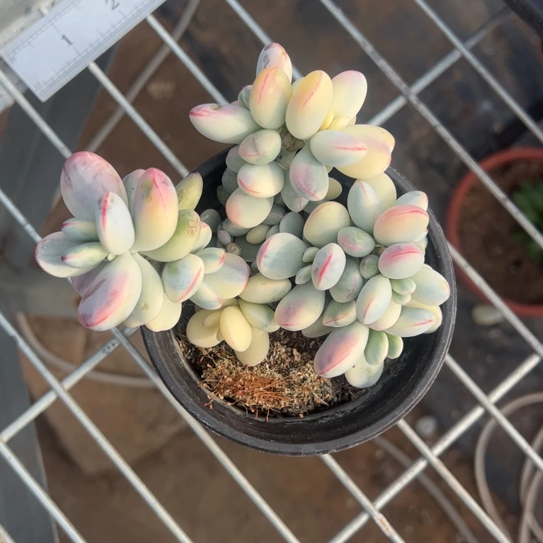 多肉乒乓福娘锦2440号