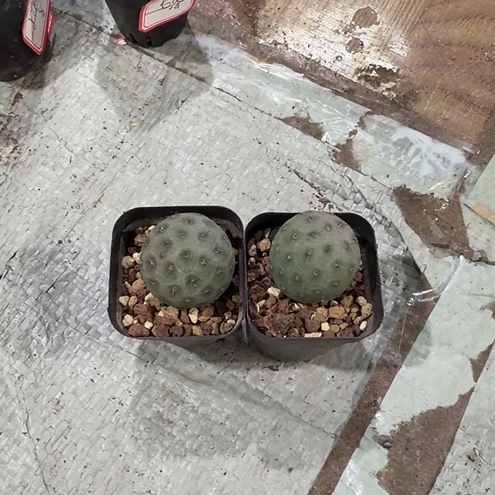 淡***香淡香一物一拍包邮