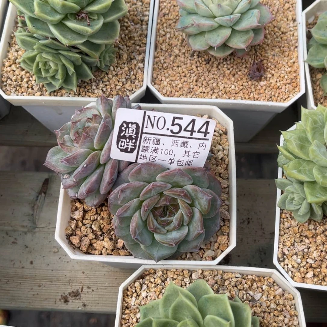 八***柜544………………………………1