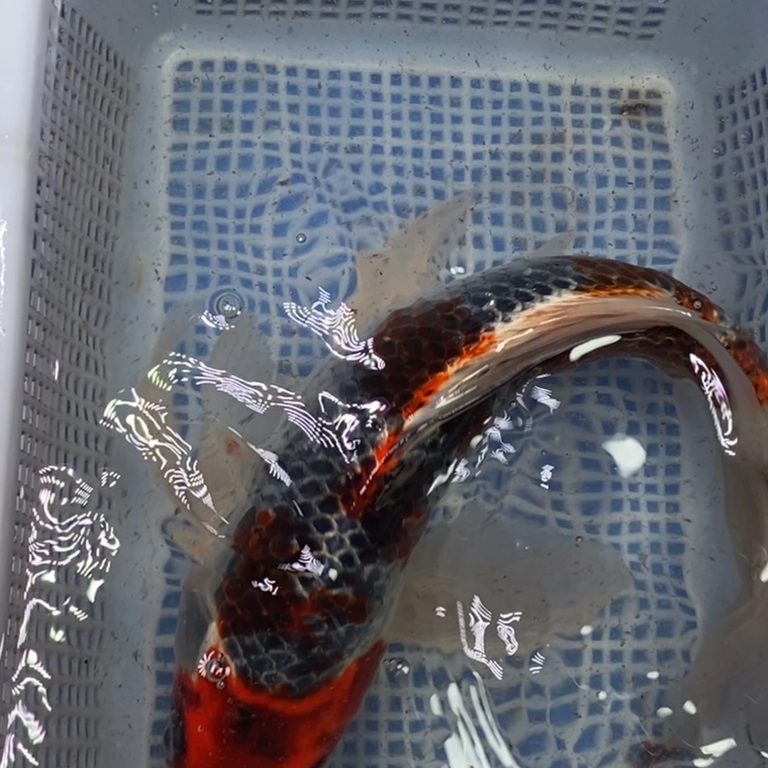锦鲤冷水锦鲤包邮
