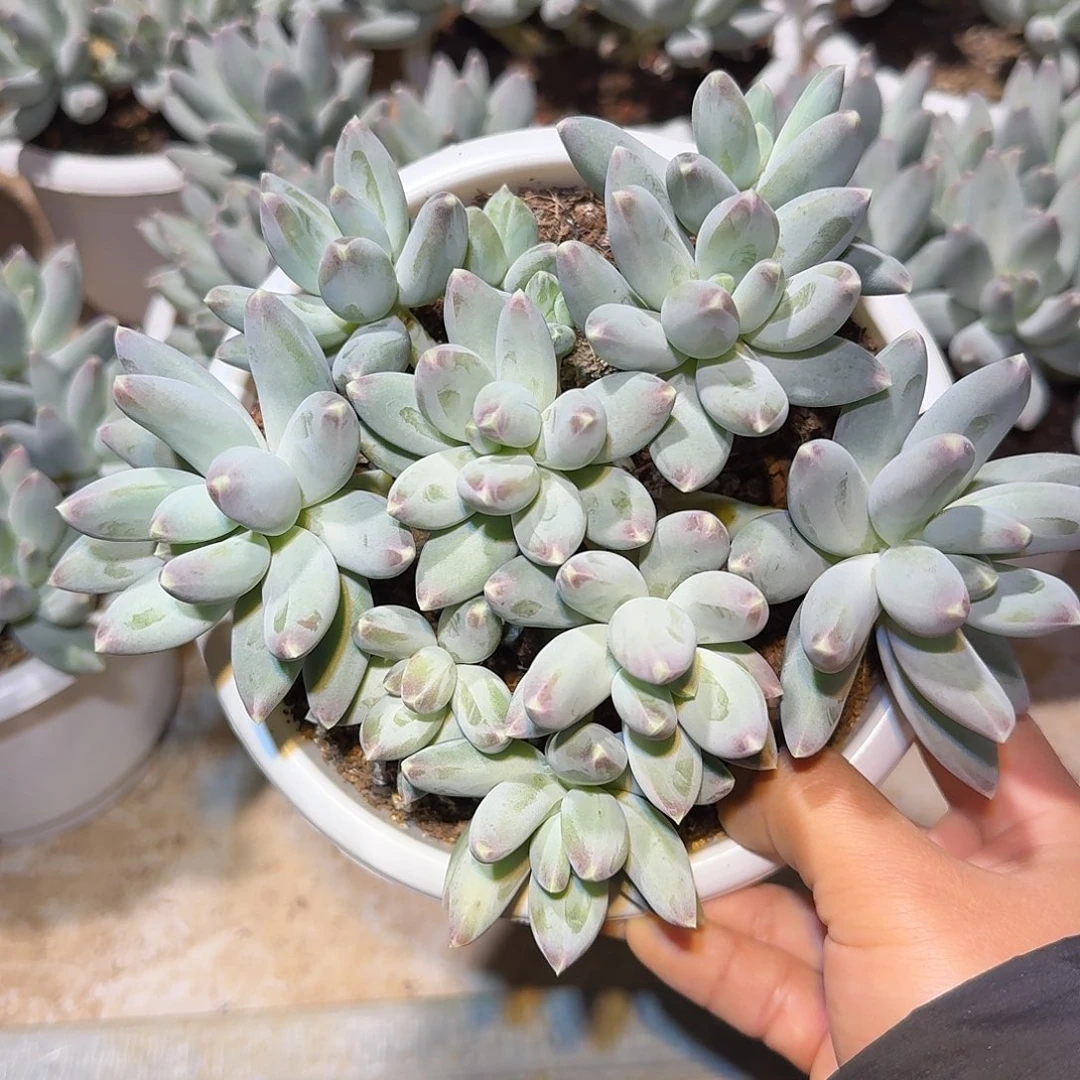 松果美人整无砍群生多肉