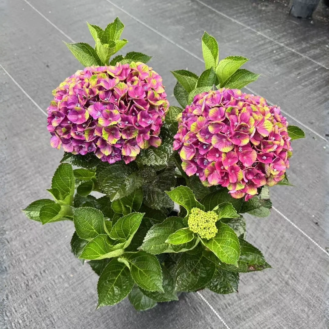 JY夏洛特绣球花小2加仑 紫红色 颜色不统一 开花/少量花苞发货