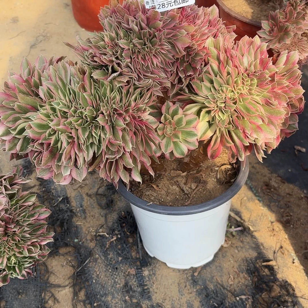 千*040粉女巫缀多肉植物