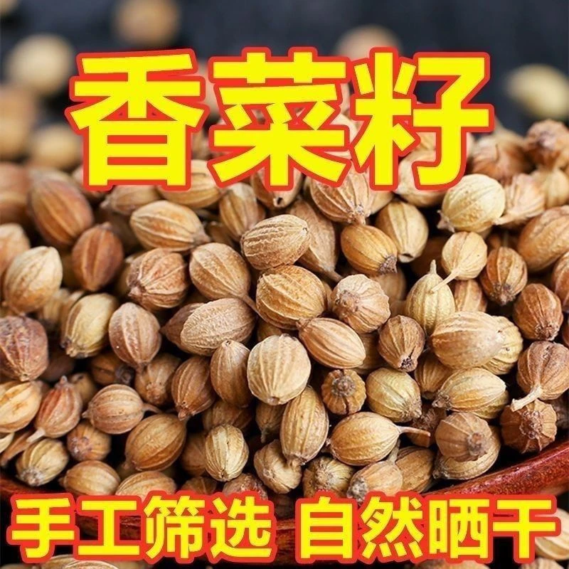 香菜种子阳台花盆可种