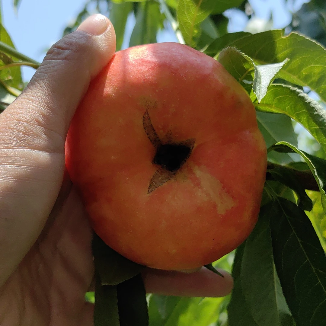 微瑕疵油蟠桃裂口介意慎拍