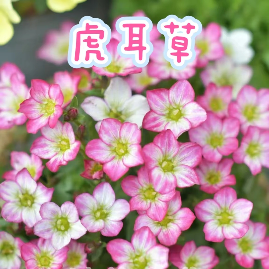 【虎耳草】盆栽带花苞花卉阳台党鲜花植物盆栽绿植
