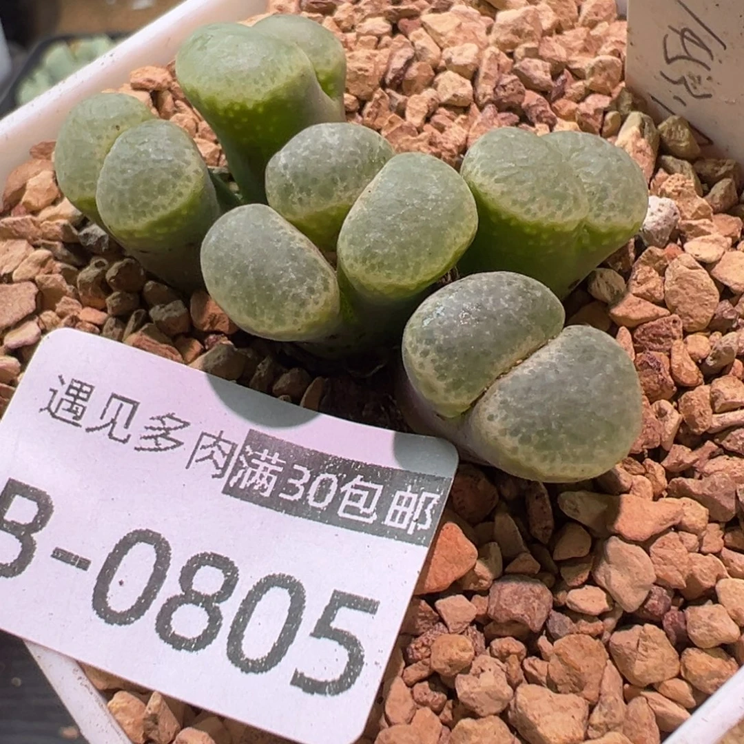 多肉植物1111111111111