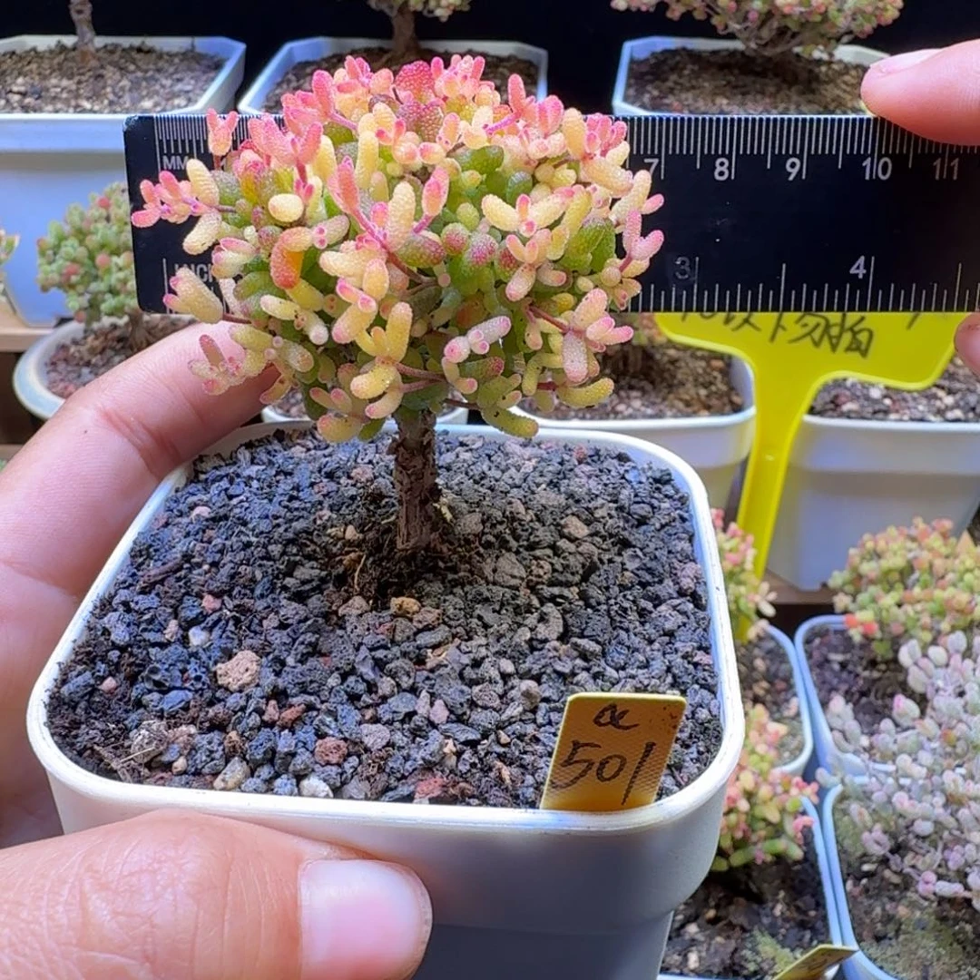 小***瘦a501号糖球锦假飞机猪冠服6厘米左右