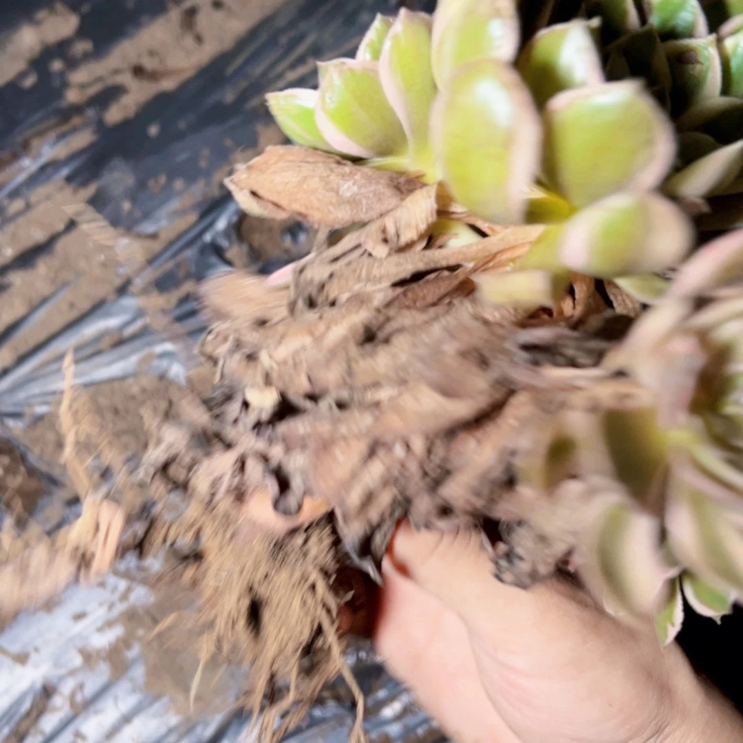 黑魔禁多肉植物法师砍头