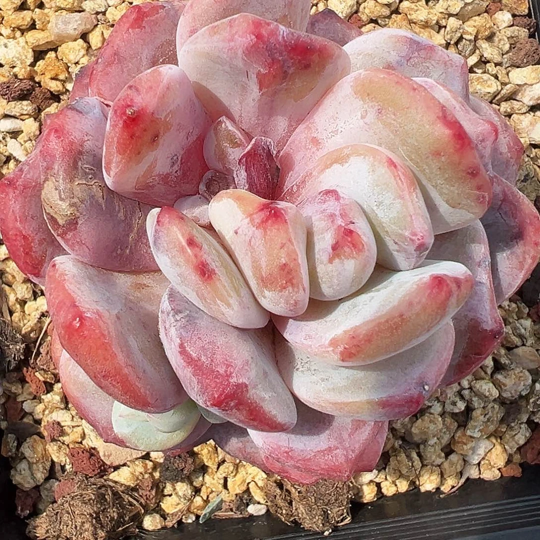 住****妞多肉橙子石化无心，