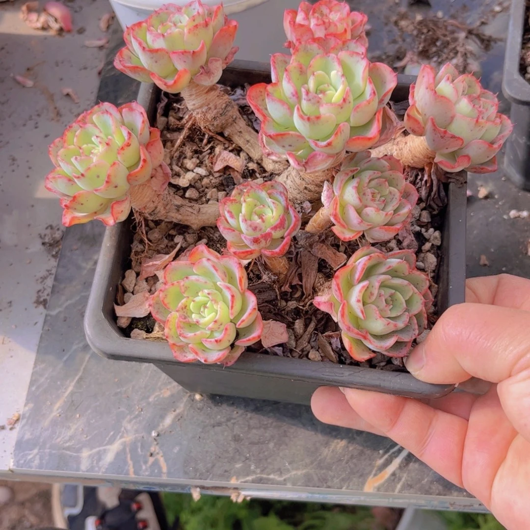 七福美尼多肉02214