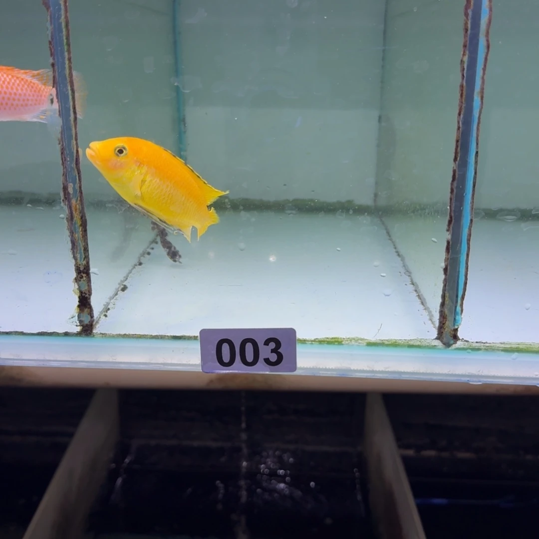 鹿***泽慈鲷鱼3号非洲王子