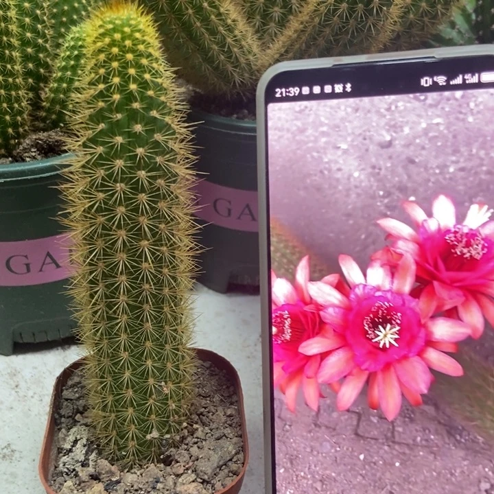 仙人球人鱼金妞自根一个