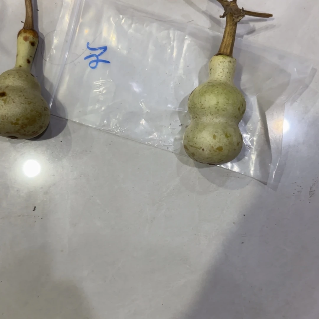 炙***年青皮不包成青皮不包成