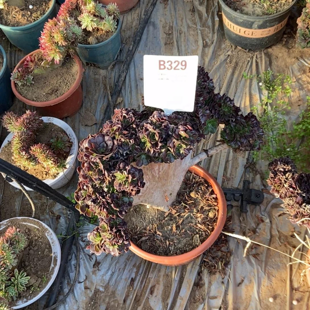 奔***）B328欧紫干伤处理