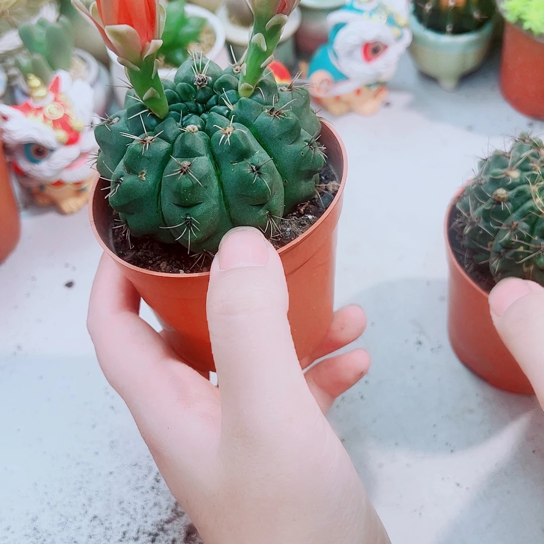 菲花玉仙人球多肉植物