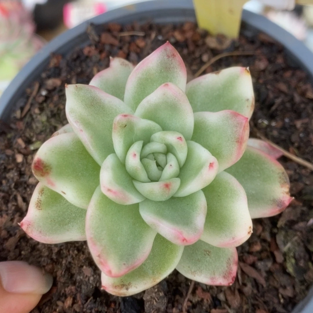 261彼岸花锦锦锦锦锦