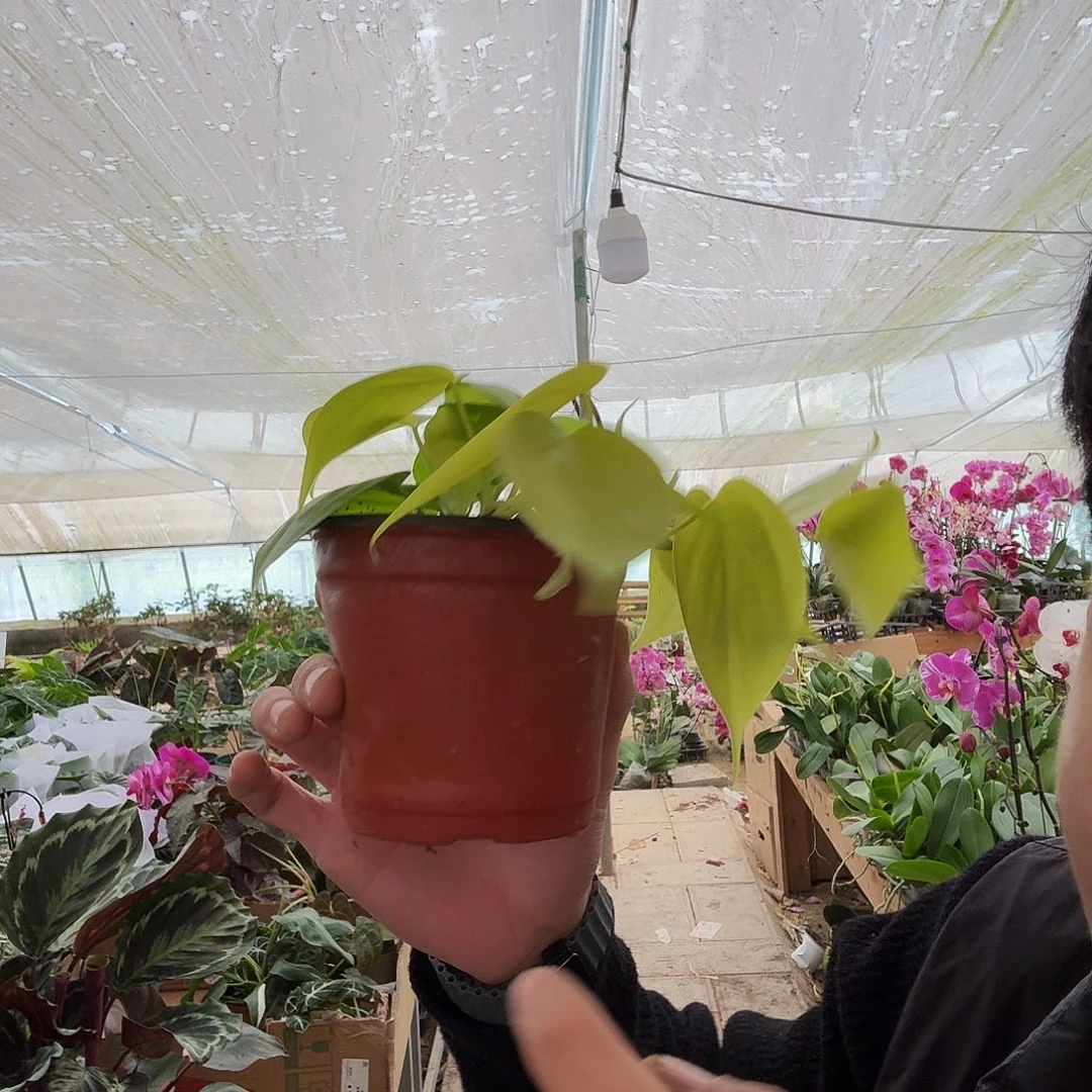 完全开放柠檬汁蔓绿绒一棵