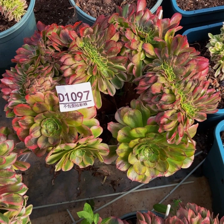 【闪购商品】n*n1097雨荷多肉