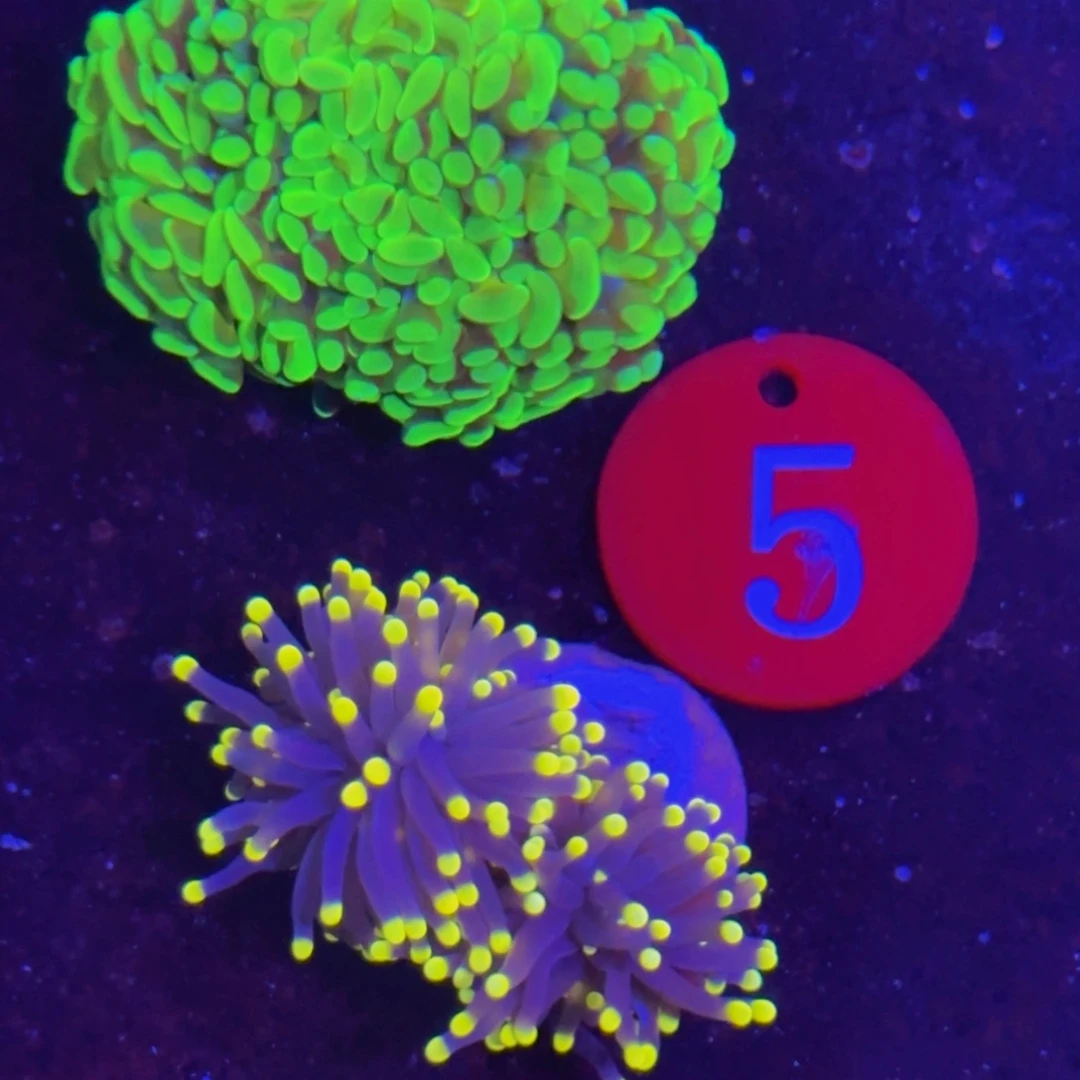 万鱼来朝海水观赏