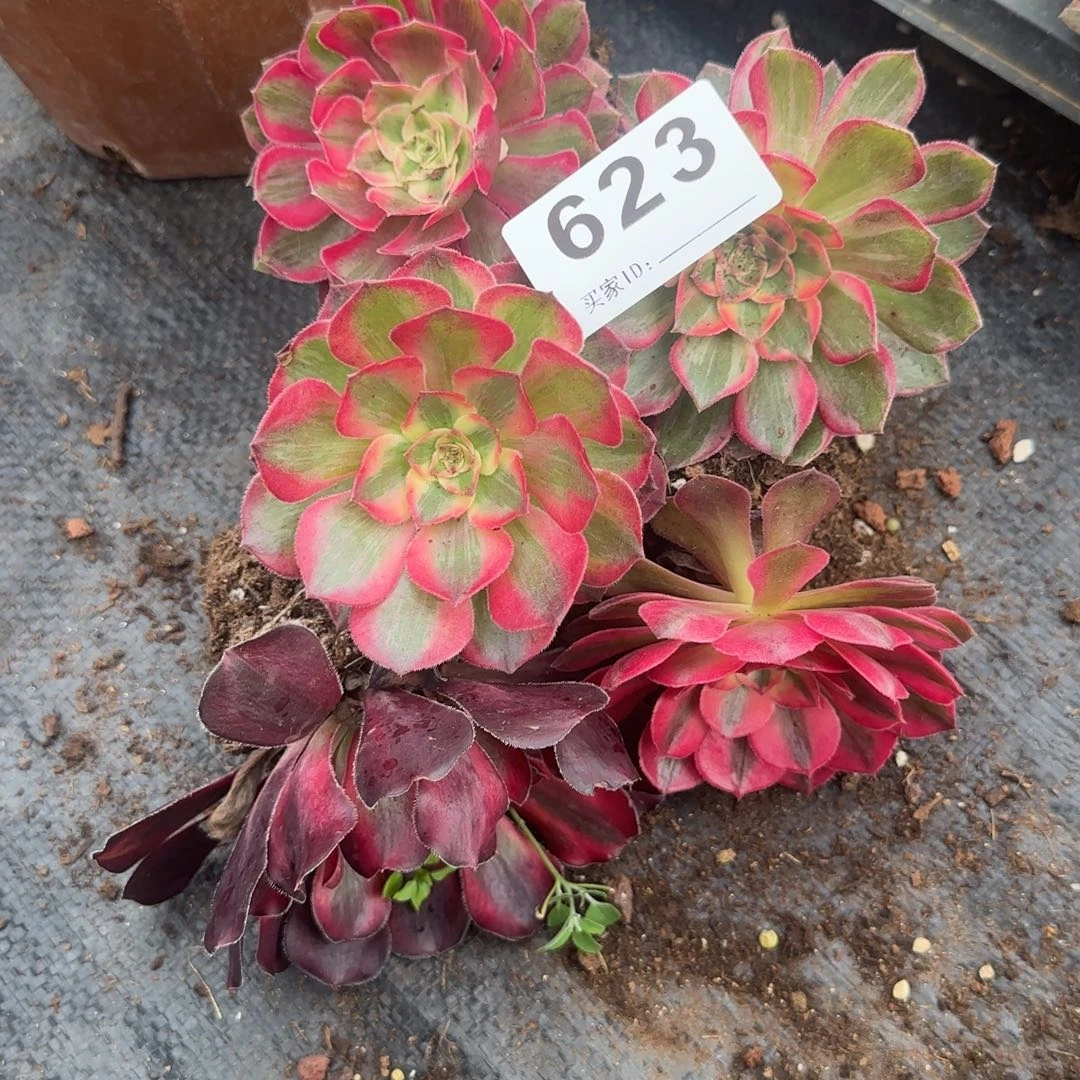 5个小苗多肉植物0623