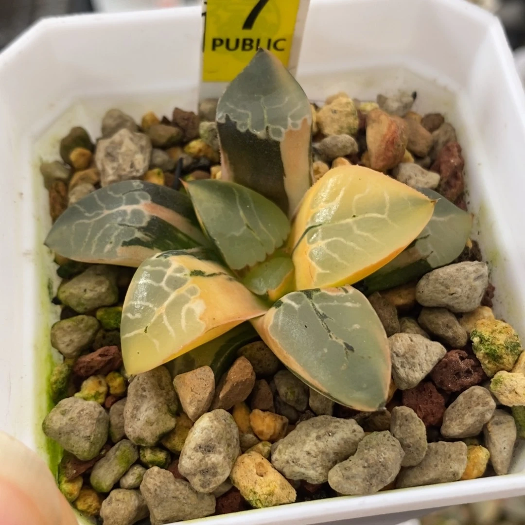 7火凤凰锦一物一拍