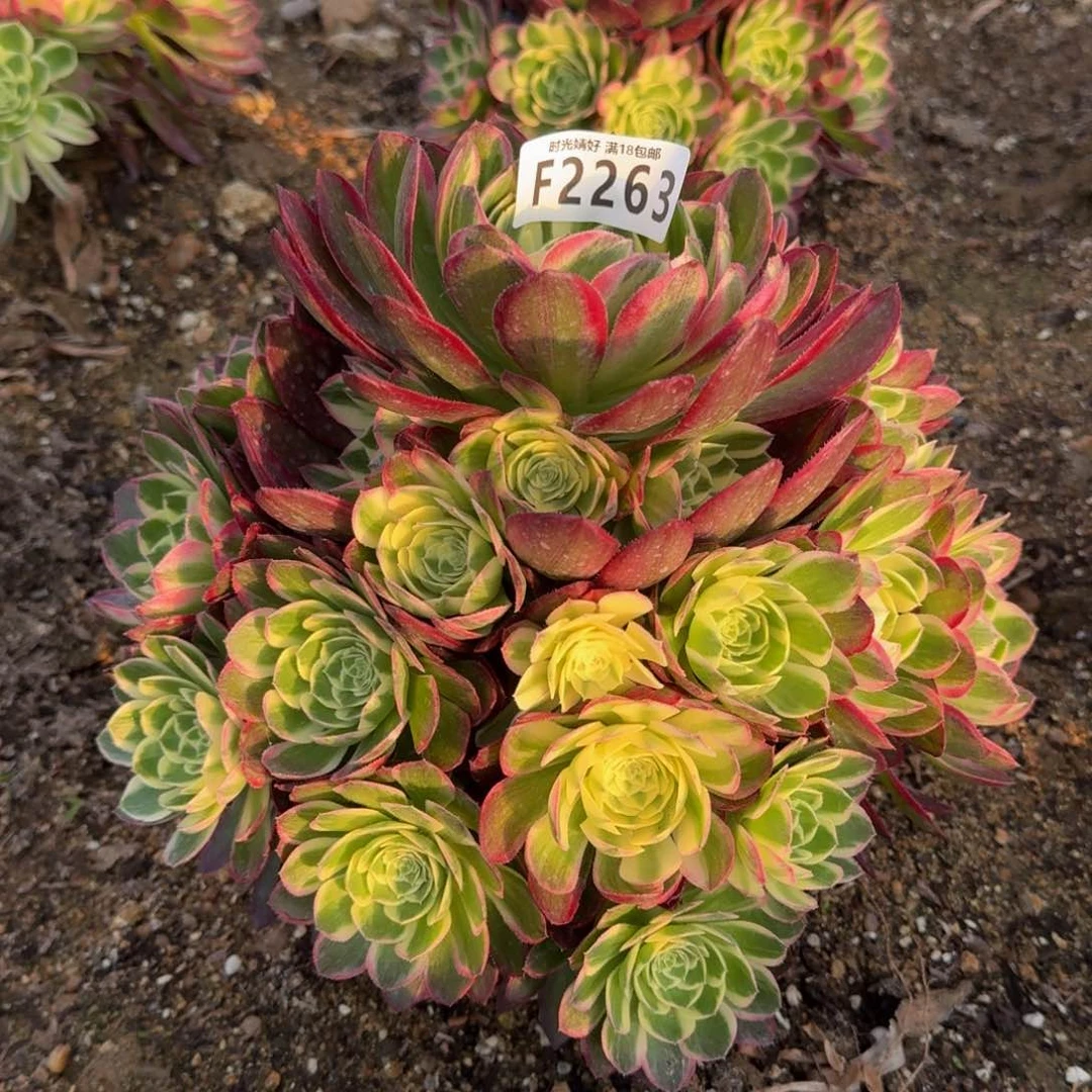 —**良2263海王寄养到秋