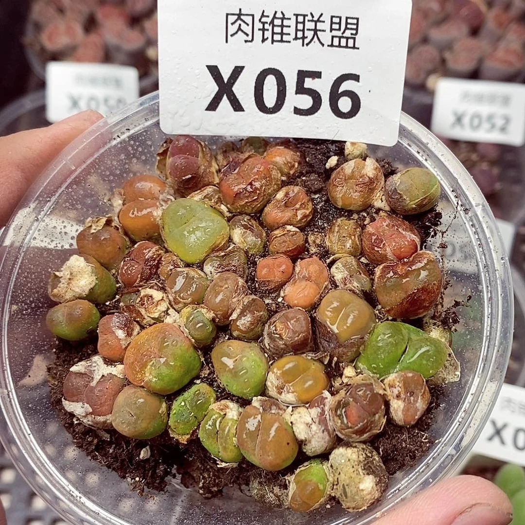 56呃呃呃呃呃呃呃呃呃呃呃