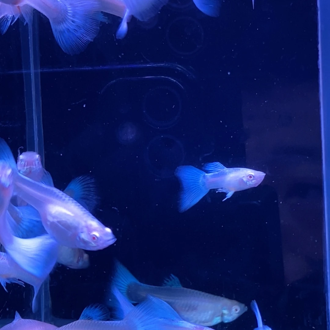 吾***方孔雀鱼大背血差价