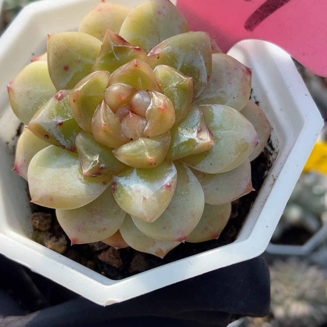 929粉钻多肉植物多肉