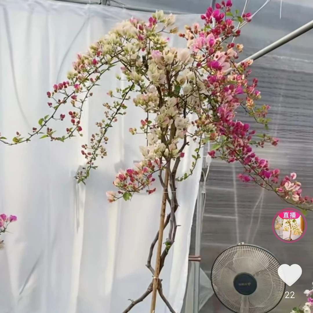 金心橙白，三角梅四季开花，一物一拍