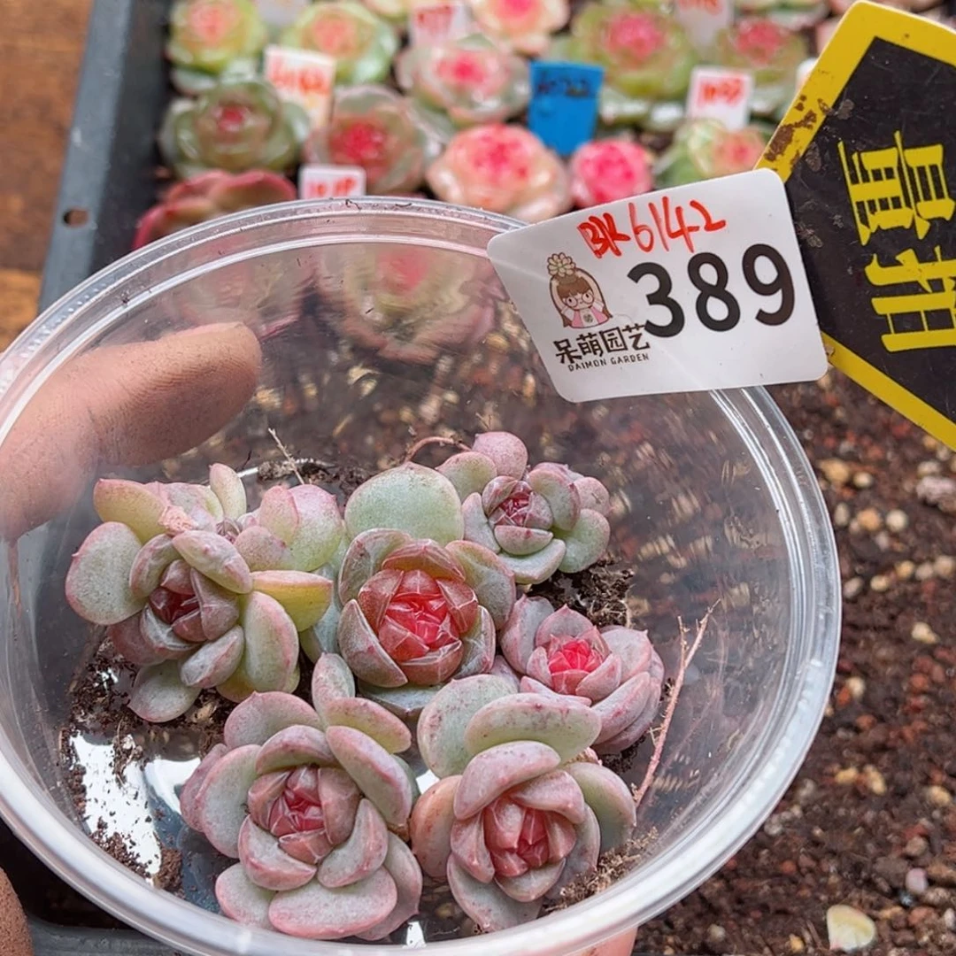 多肉植物多肉植物