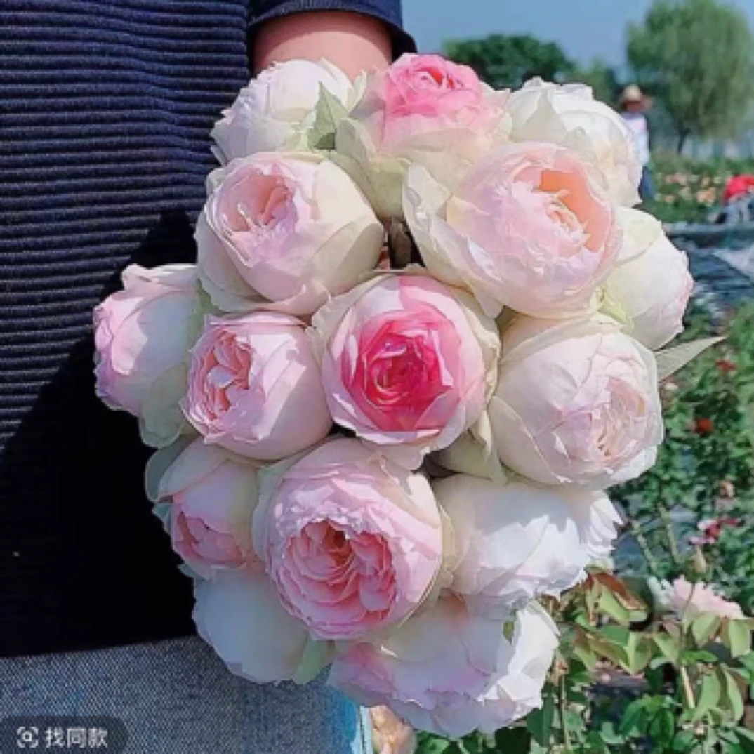 蒙娜丽莎 大花浓香 独颗四季开花 盆栽月季花 阳台庭院室内外