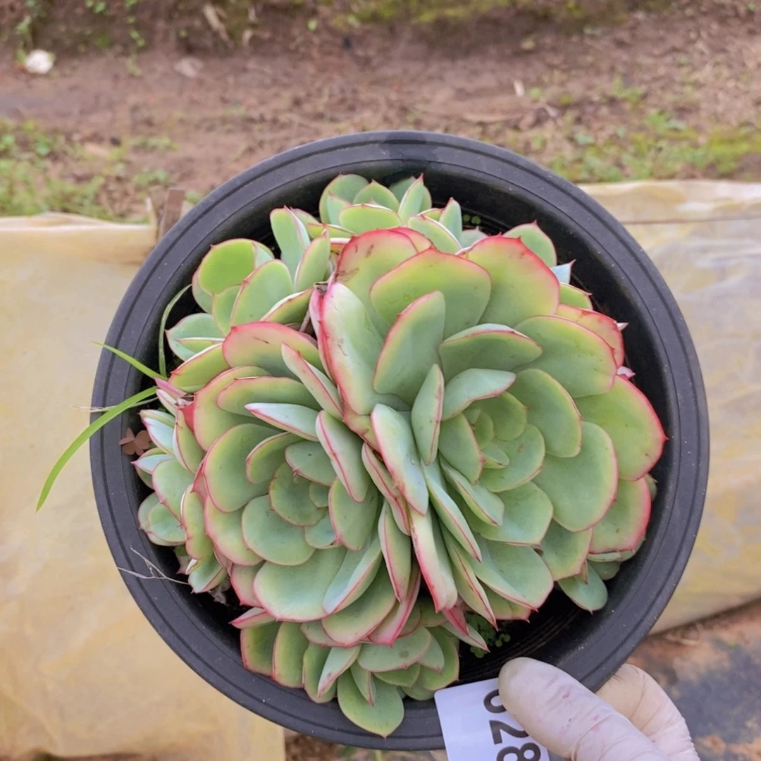 6284牡丹亭一物一拍