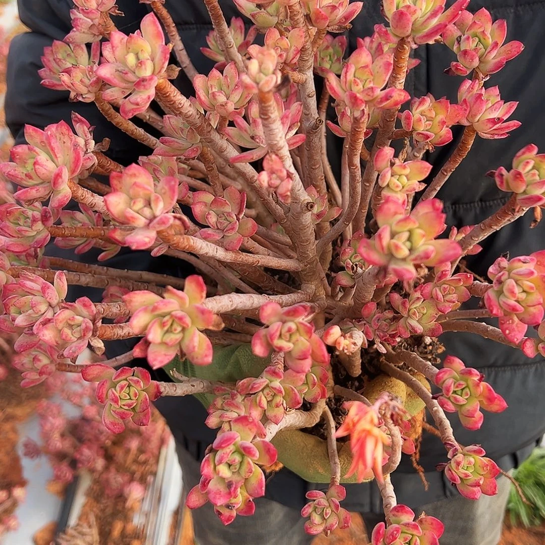 福利红稚莲多肉植物