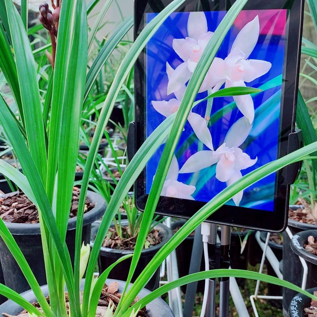 当前无花栽培后可以开花