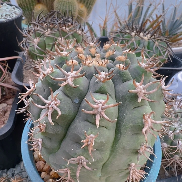 猫爪天平。 自根养定。