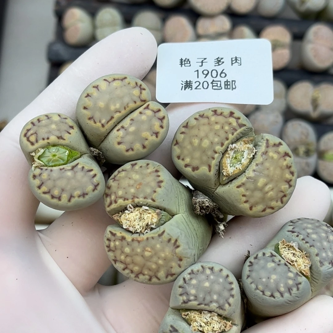 1906号三颗老母本绿色饼干腿长