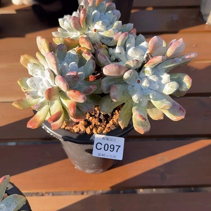 拇指仙女杯多肉植物